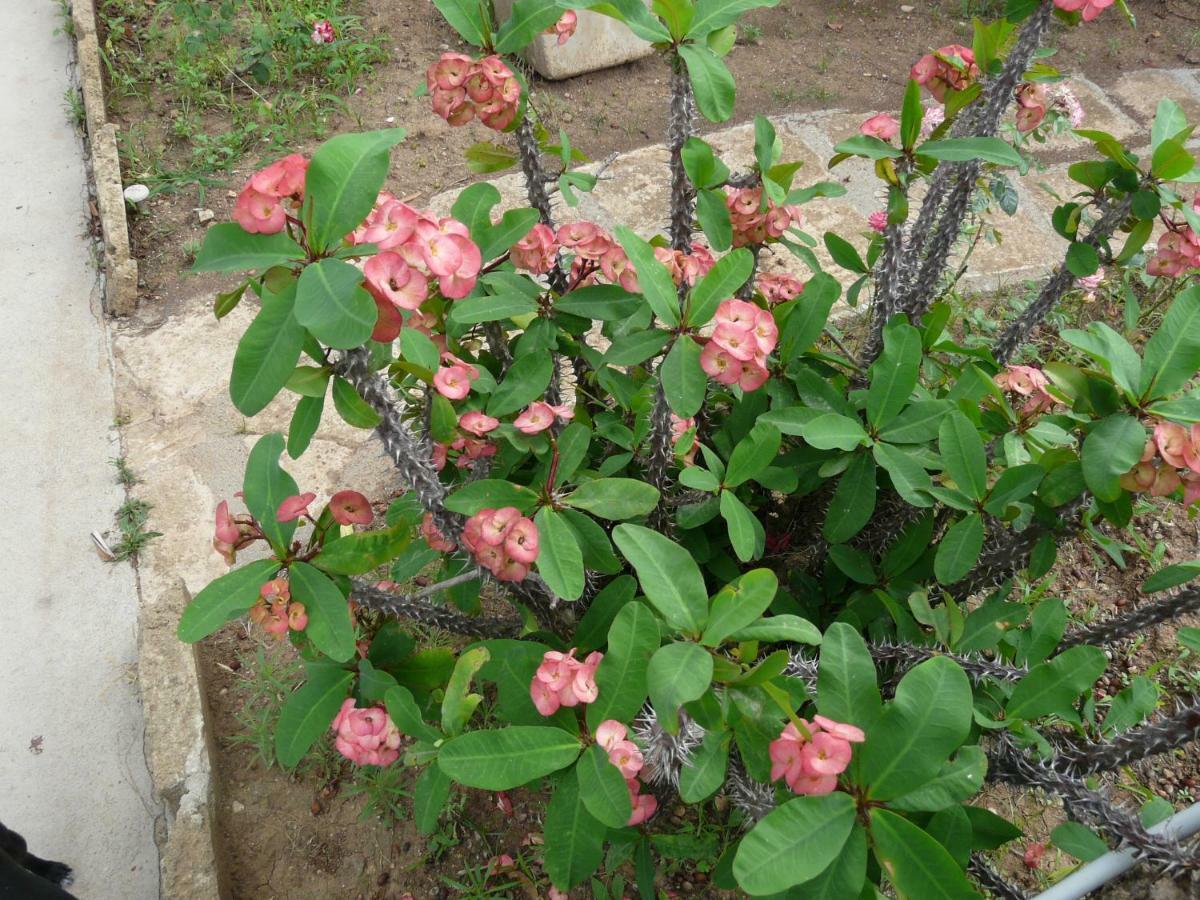 Villa Yucca أفولا المظهر الخارجي الصورة