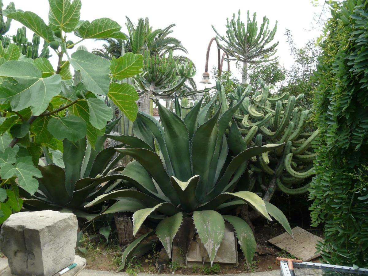 Villa Yucca أفولا المظهر الخارجي الصورة